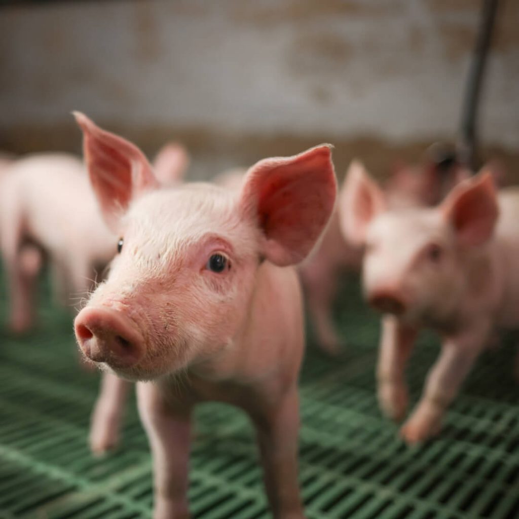 piggy inner2 (1)